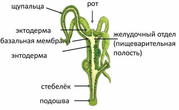 Ссылка на сайт mega даркнет